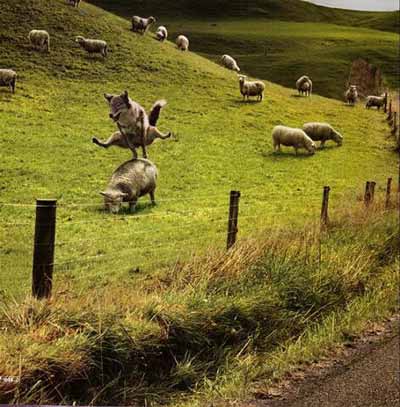 Funny picture of the day